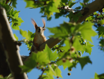 Прикрепленное изображение: 2013-05-06(19-27-46)image-5.png